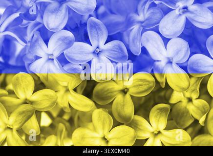 Gros plan de fleurs de lilas dans une couleur de drapeau ukrainien pour le fond Banque D'Images