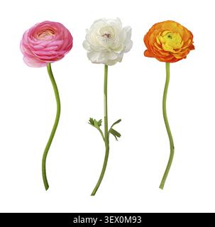 Ensemble de fleurs de ranoncule roses, blanches et oranges isolées sur blanc Banque D'Images