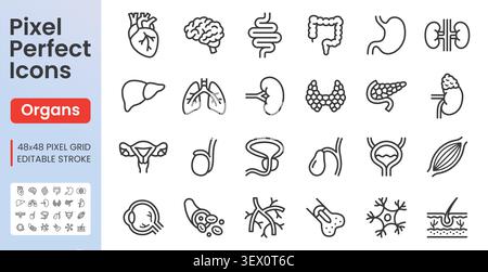 Jeu d'icônes de ligne d'organe humain. Anatomie interne - coeur, foie, cerveau, estomac, glande thyroïde, utérus, veine linéaire illustration vectorielle minimale. Simple Illustration de Vecteur
