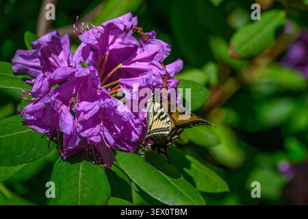 Papilio glaucus femelle tigre de l'est se nourrissant d'une fleur de rhododendron à traverse City, Michigan, États-Unis. Banque D'Images