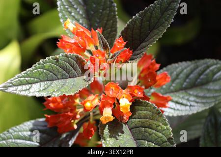 Grappes petites fleurs en forme de cloche, orange vif, jaune, feuilles vert foncé texturées (Sunset-Bells, Copper-Leaf) (macro, gros plan, tropical, exotique Banque D'Images