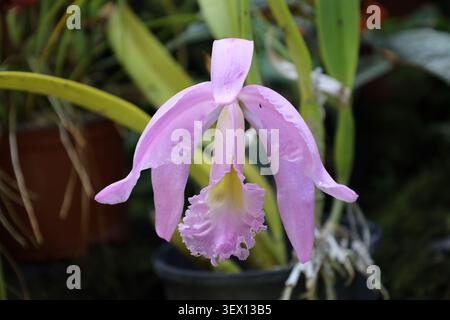 Fleur unique, pétales rose pâle, large lèvre jaune à franges contrastées (Cattleya-maxima, Équateur, Pérou) (macro, gros plan, orchidée, tropical, exotique) Banque D'Images