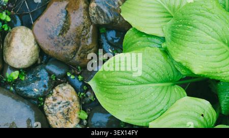 vue de dessus de larges feuilles d'hosta vertes avec des gouttelettes d'eau, perchées à côté de pierres mouillées. La combinaison contrastée de feuillage luxuriant et brillant Banque D'Images