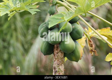 papayes vertes crues poussant en grappe sur un petit arbre dans une forêt tropicale dense (macro, gros plan, forêt tropicale, exotique) Banque D'Images