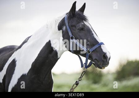 Portrait de cheval piebald noir-blanc pâturant sur un pâturage de fleurs Banque D'Images