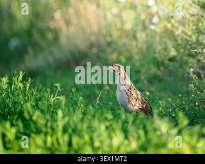 Caille commune mâle Coturnix coturnix debout dans le champ d'herbe au coucher du soleil de près. Oiseau sauvage au niveau du sol tourné dans la prairie d'été ensoleillée de l'heure dorée chaude, espace de copie. Concept de protection de la nature Banque D'Images