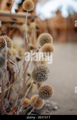 Gros plan macro de têtes de chardon sphériques beiges séchées sur des tiges délicates avec un bokeh doux et un éclairage naturel chaleureux Banque D'Images
