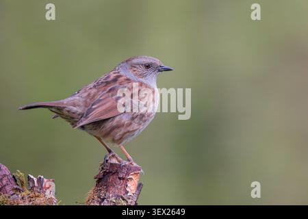 Dunnock [ Prunella modularis ] chantant d'une vieille souche, Somerset, Royaume-Uni Banque D'Images