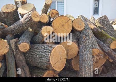 Pile de bûches d'arbre fraîchement coupées empilées à l'extérieur avec grain de bois et texture d'écorce visibles. Bois naturel préparé pour le bois de chauffage Banque D'Images