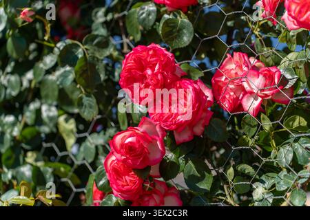 Roses rouges fraîches suspendues au-dessus de la clôture, jardin bleu ciel Banque D'Images