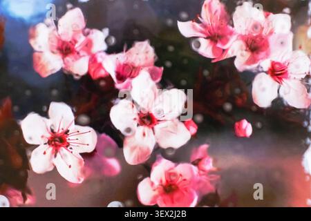 Des fleurs roses flottent doucement dans un décor flou, semblable à de l'eau. Ce sont des fleurs aux pétales délicats affichant des dégradés doux de rose et de blanc. Minuscule Banque D'Images