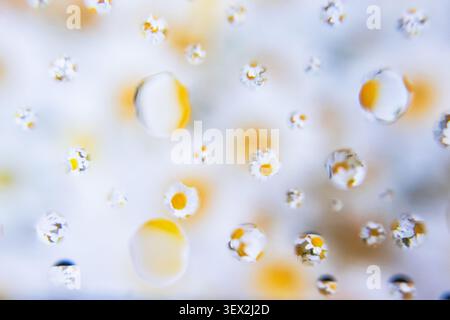 De minuscules gouttelettes ressemblant à des fleurs s'accrochent à la surface du verre. La lumière douce se reflète à travers des sphères translucides. Les formes jaunes floues derrière les perles d'eau. Scène ev Banque D'Images