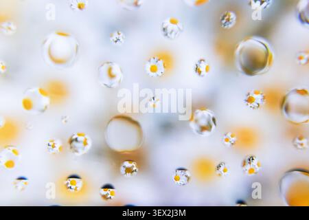 Les gouttelettes d'eau s'accrochent à la surface de verre avec des fleurs visibles à travers des gouttelettes floues. Marguerite fleurit avec des pétales jaunes doux et des centres blancs. Arrière-plan Banque D'Images