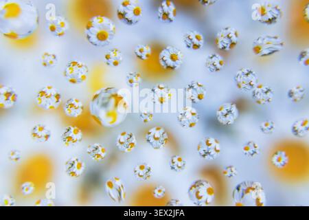 Les gouttelettes d'eau piègent les fleurs blanches délicates avec des centres jaunes. Les fleurs de Marguerite apparaissent à travers le verre, floues en arrière-plan. La lumière réfléchit doucement Banque D'Images