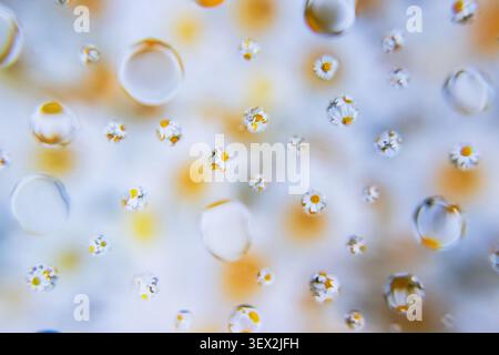 Des gouttelettes d'eau s'accrochent à une surface transparente avec des fleurs en arrière-plan. De minuscules marguerites flouent doucement en arrière-plan. Un bokeh doux améliore le de Banque D'Images