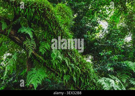 Une photo plein écran d'une grande branche d'arbre moussue densément envahie de fougères vertes sauvages et de diverses plantes épiphytes tropicales dans une forêt tropicale. Banque D'Images