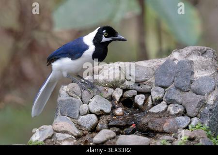 Jay à queue blanche (Cyanocorax mystacalis), oiseau adulte seul, Jorupe, sud de l'Équateur, Amérique du Sud Banque D'Images