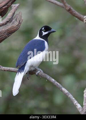 Jay à queue blanche (Cyanocorax mystacalis), oiseau adulte unique, Jorupe, sud de l'Équateur, Amérique du Sud Banque D'Images