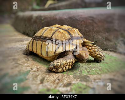 Tortue africaine reposant sur un sol texturé Banque D'Images
