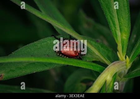 Coléoptère japonais Popillia japonica reposant sur une feuille verte dans un jardin extérieur luxuriant macro vue rapprochée Banque D'Images