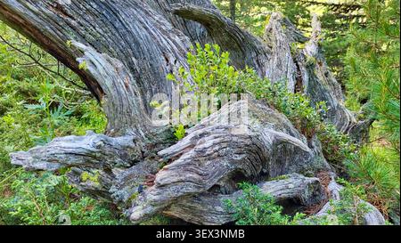Ancien tronc de pin en pierre suisse avec texture de bois altérée et végétation verte dans la forêt de Tamangur Banque D'Images
