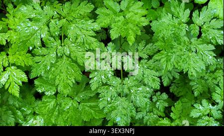Vue de dessus des délicates herbes de la forêt verte chatoyantes avec la pluie dans la nature suisse Banque D'Images