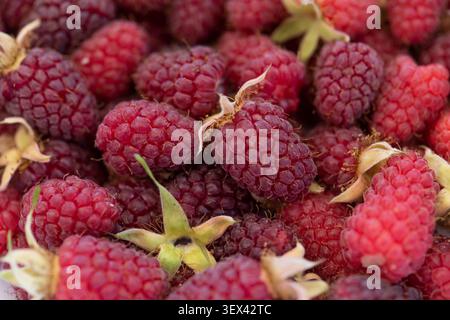 Photographie rapprochée d'une framboise rouge mûre remplissant le cadre. Les détails fins des drupelets et des poils délicats sont nettement mis au point, mettant en valeur le Banque D'Images