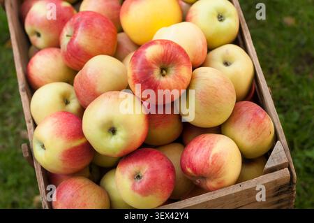 Vue de dessus de pommes rouges fraîchement récoltées disposées dans une caisse en bois. Le cadre extérieur naturel avec une herbe douce et floue met en valeur les fruits de saison et les tras Banque D'Images