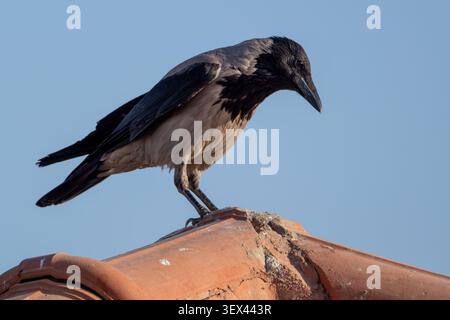 Corbeau à capuche (Corvus cornix) perché sur tuile de toit en terre cuite, regardant vers le bas, contre le ciel bleu, le Caire, Egypte. Banque D'Images