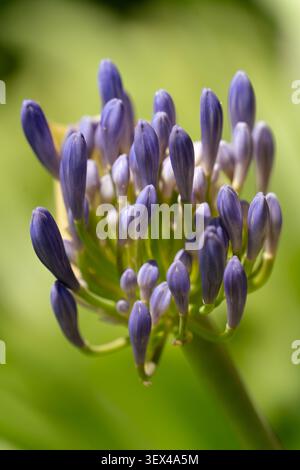 Boutons floraux d'agapanthus s'ouvrant sur une tige verte sur un fond vert doux Banque D'Images