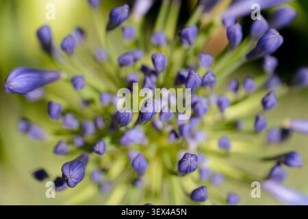 Lys agapanthus de la plante du nil développant de nouveaux bourgeons floraux violets dans un jardin Banque D'Images
