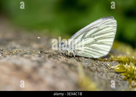 Piéride de la napelle (Pieris napi) posée sur une pierre Banque D'Images