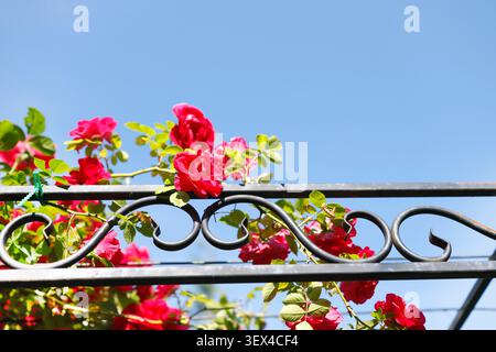 Roses grimpantes rouges fleurissant sur arc de clôture en métal forgé noir contre ciel bleu clair. Fond de jardinage d'été esthétique avec magenta vibrant Banque D'Images