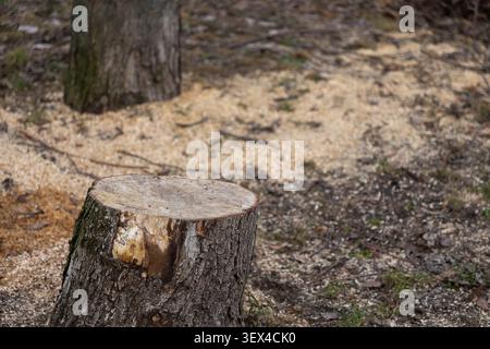 La souche de bois reste dans une forêt où les arbres ont été abattus, marqués par la sciure de bois dispersée et les débris, représentant des thèmes de conservation, de gestion des terres Banque D'Images