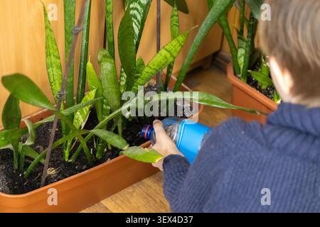 Cette vue rapprochée de mains versant de l'eau sur des plantes de serpent d'intérieur à l'intérieur de jardinières brunes met en évidence la routine d'entretien des plantes d'intérieur comme un sustai Banque D'Images