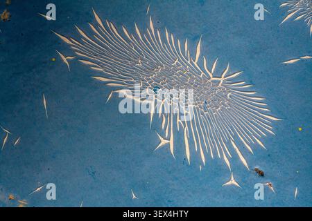 la peinture fissurée rayonne vers l'extérieur sur une surface bleu foncé. Des cristaux vifs et vitreux forment des motifs complexes et délicats. Cette image capture la beauté tranquille o Banque D'Images