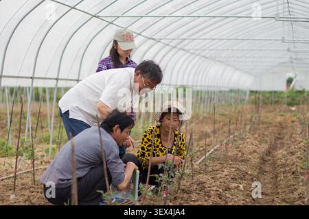 (260630) -- NANJING, 30 juin 2026 (Xinhua) -- cette photo prise le 15 mai 2013 montre Zhao Yafu (2e l) guidant des agriculteurs dans un champ du village de Daizhuang dans la ville de Zhenjiang, dans la province du Jiangsu, dans l'est de la Chine. Alors que de nombreuses personnes dans leurs 80 ans se contentent de profiter de la retraite, Zhao Yafu, un expert agricole de 85 ans à Zhenjiang, dans la province du Jiangsu de l'est de la Chine, passe encore une grande partie de son temps à travailler dans les champs. Après avoir obtenu son diplôme universitaire en 1961, Zhao a commencé une carrière dans l'agriculture. Au fil des ans, il a beaucoup travaillé dans les zones rurales, fournissant des conseils techniques et aidant f Banque D'Images