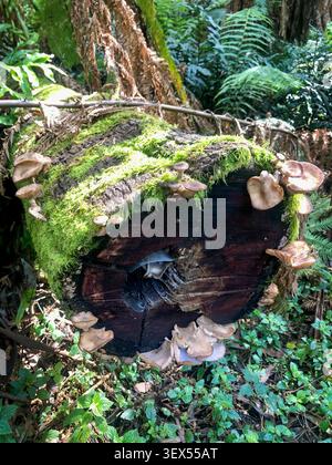 Des grappes de champignons sauvages poussent d'une bûche moussue tombée profondément dans un écosystème forestier luxuriant et dynamique. Banque D'Images