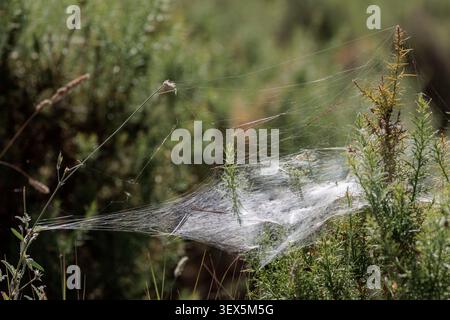 Dense Funnel Web construit sur des buissons sous-bois dans la forêt méditerranéenne de Sierra de Mariola, Bocairent, Espagne Banque D'Images