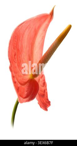 anthurium rose ou fleur de lys flamant rose fond blanc isolé, vue latérale rapprochée Banque D'Images
