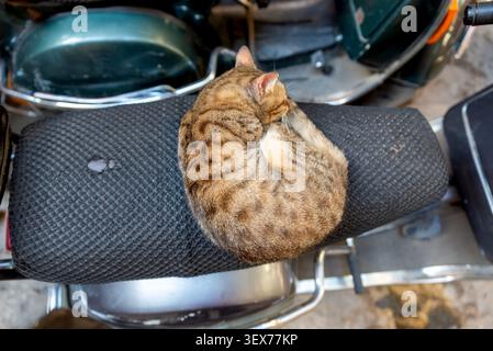Chat tigré roulé en boule et endormi sur un siège de scooter dans le vieux Caire, Égypte Banque D'Images