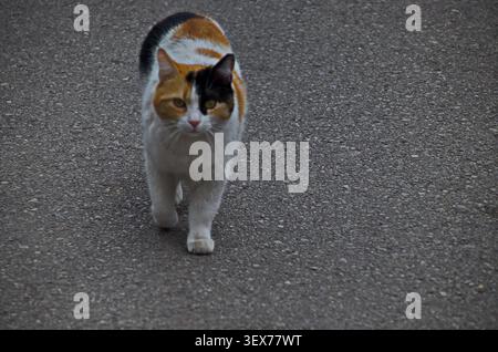 Un beau chat avec des motifs noirs, jaunes et blancs marche le long du trottoir à la recherche de nourriture, Sofia, Bulgarie Banque D'Images