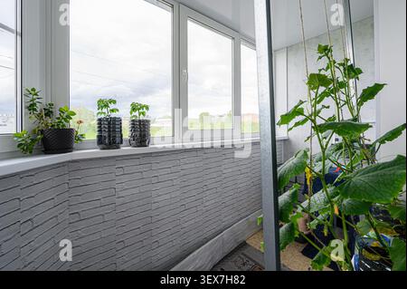 Les plantes poussent sur un balcon lumineux. Les fleurs reposent sur le rebord de la fenêtre. Les concombres grimpent sur des supports. La lumière du soleil traverse les fenêtres Banque D'Images