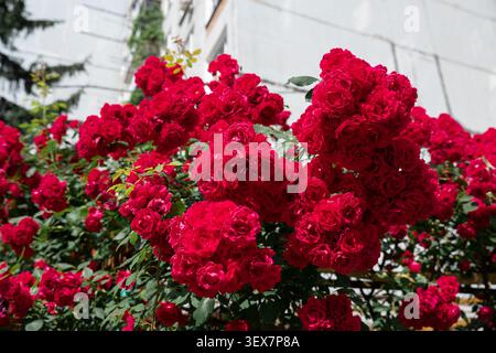 Abondance de roses rouges romantiques fleurissant à l'extérieur, symbole parfait de l'amour, de la passion, de la Saint-Valentin et des célébrations d'anniversaire. Banque D'Images