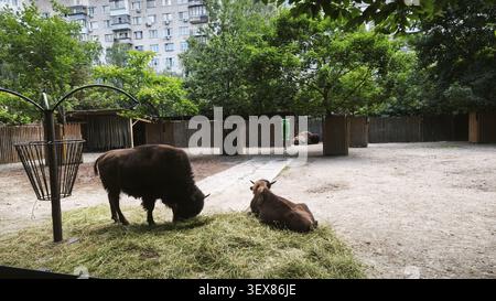 Un grand bison se dresse mangeant de l'herbe verte fraîche, tandis qu'un autre se trouve sur le sol dans une enceinte de zoo spacieuse Banque D'Images