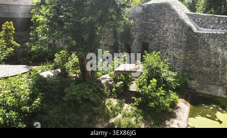 Un tigre se trouve sur une plate-forme en bois à l'intérieur d'une enceinte verte spacieuse avec un mur de pierre et un étang au zoo Banque D'Images