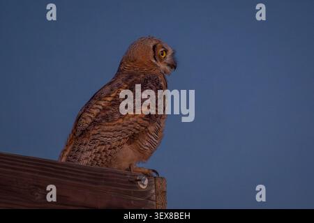 Une jeune chouette grand-duchesse (Bubo virginianus) chasse des proies peu après le coucher du soleil. Banque D'Images