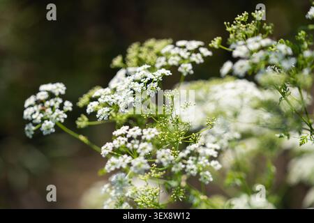 Fleurs délicates de persil blanc sous le soleil avec un arrière-plan de forêt en douceur Banque D'Images