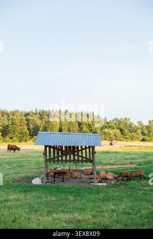 un groupe de chèvres et de moutons paissent sous une mangeoire rustique à toit métallique dans un champ herbeux. Plus loin en arrière, une vache longue se tient paisiblement, avec une fourrure Banque D'Images