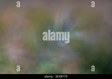 Fond de nature abstrait avec flou doux vert et brun Banque D'Images